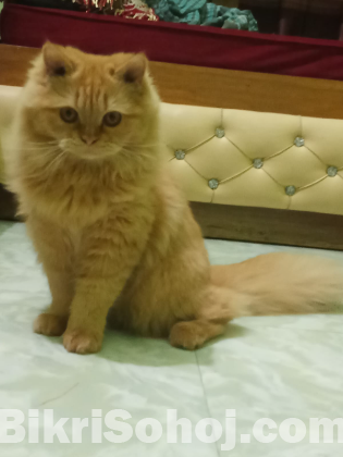 original Persian cat sale post